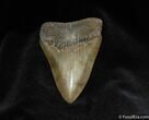Inch Megalodon Tooth - Awesome Serrations #75-1